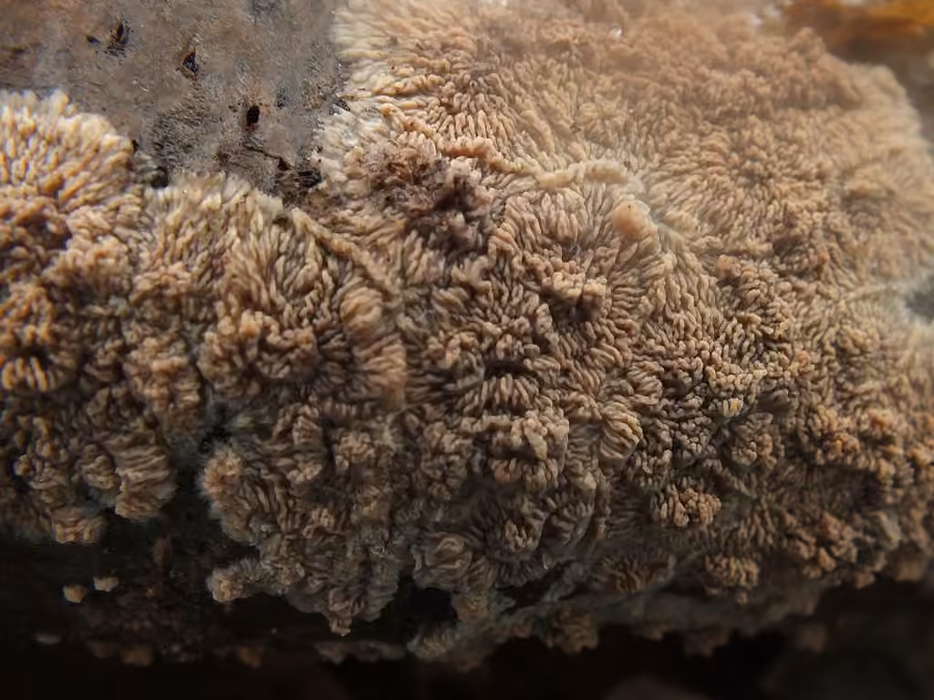 Phlebia rufa