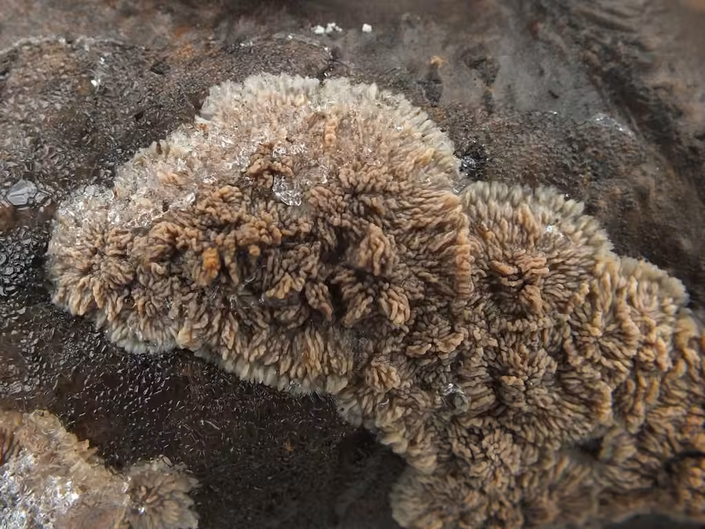 Phlebia rufa, photo 2 sur 5