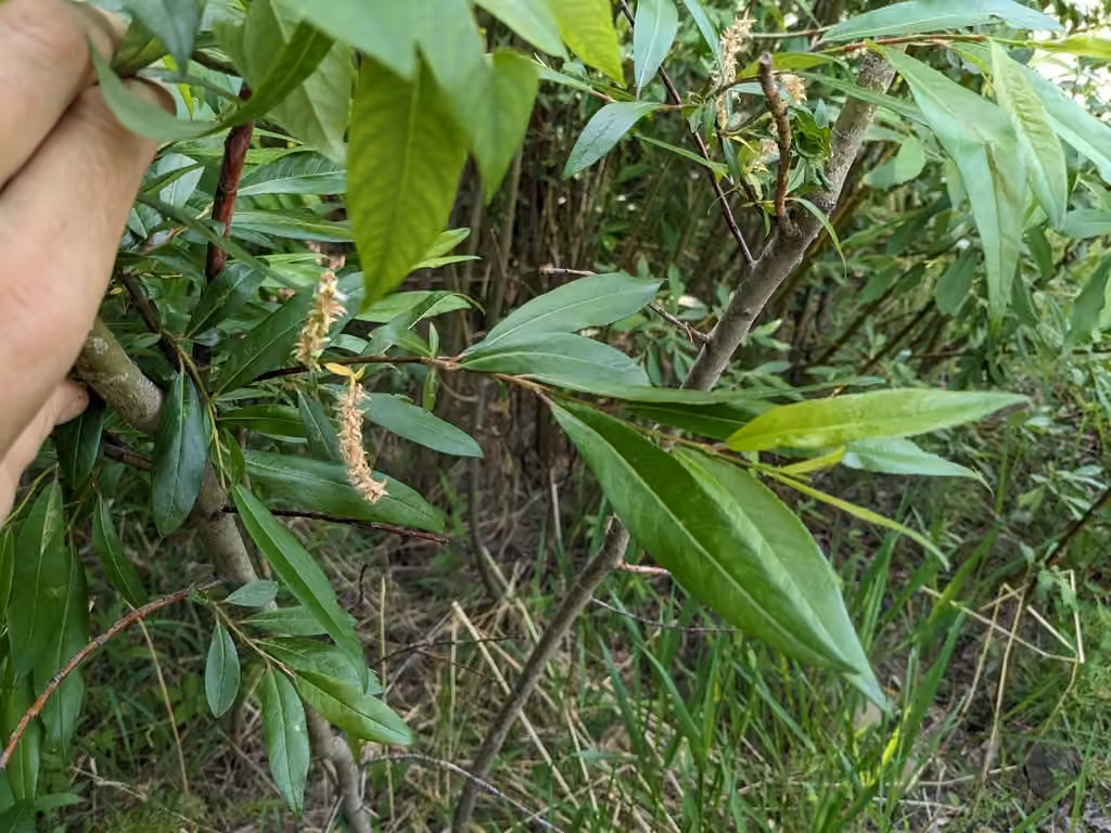 Littletree willow, In fruit