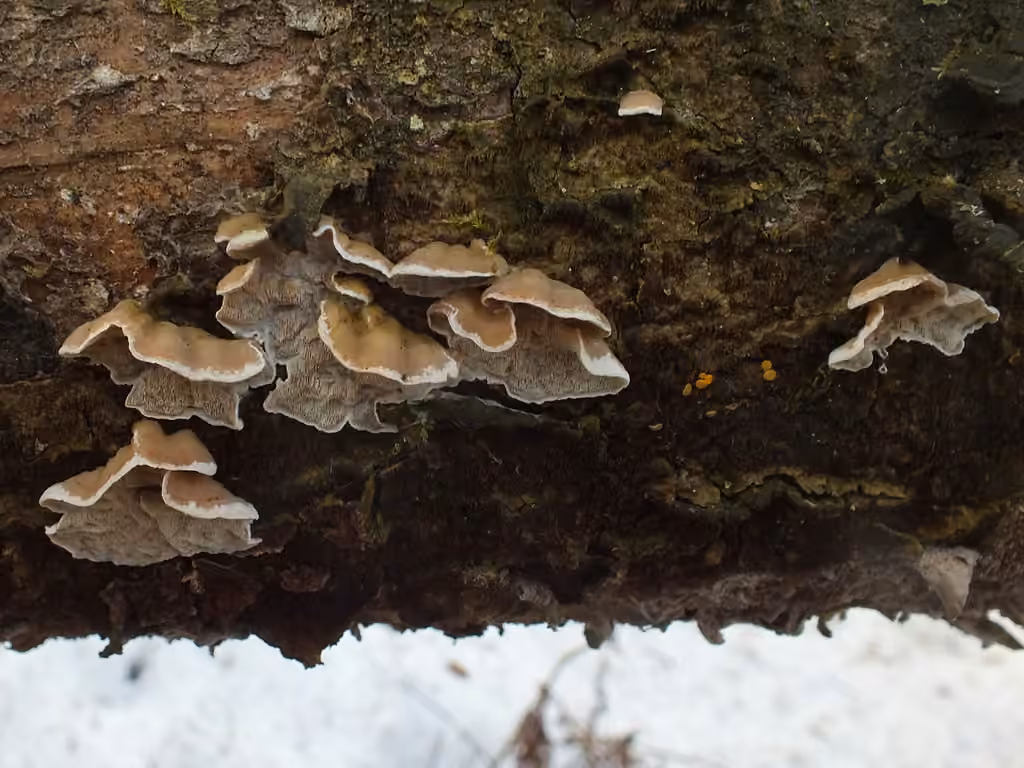 Skeletocutis carneogrisea, photo 1 sur 5