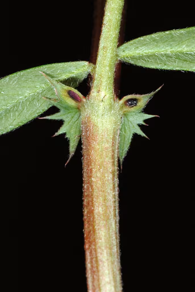 Vesce cultivée, En fruits