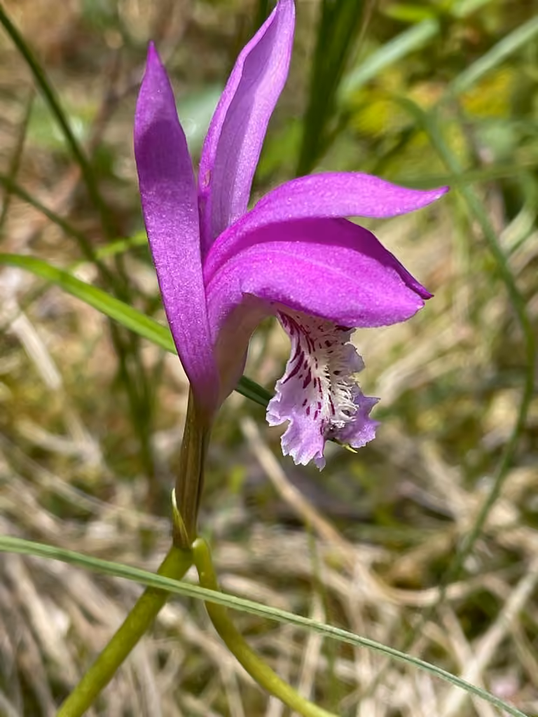 Swamp-pink, Flower buds