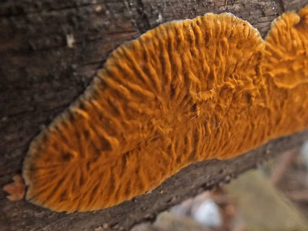 Boreostereum radiatum