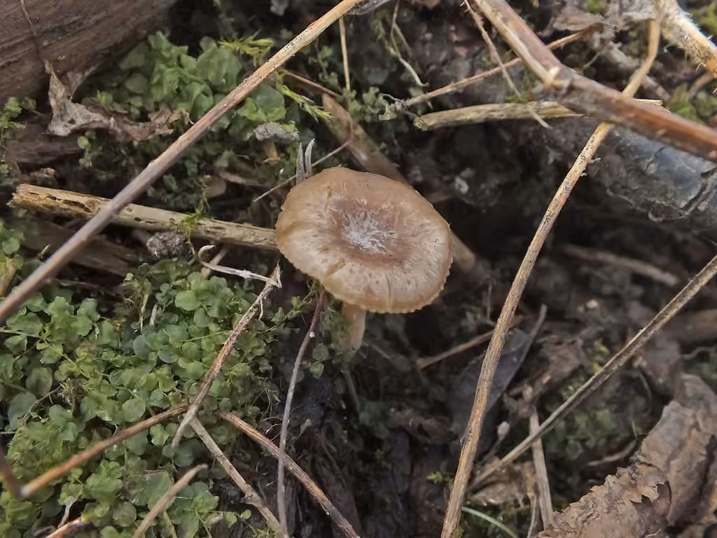 Clitocybe de mars, photo 2 sur 3