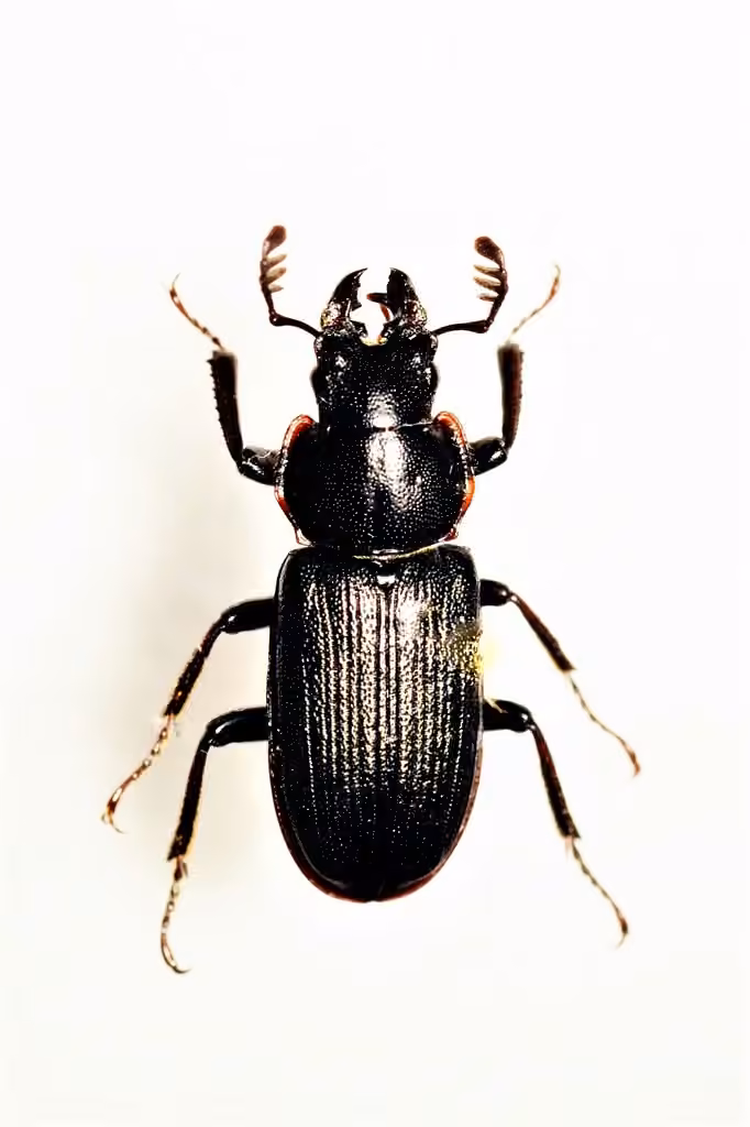 Aspen stag beetle, photo 2 of 5