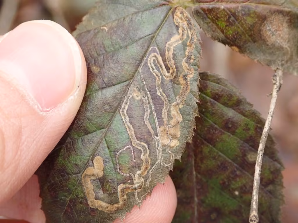 Stigmella villosella, Leaf mine