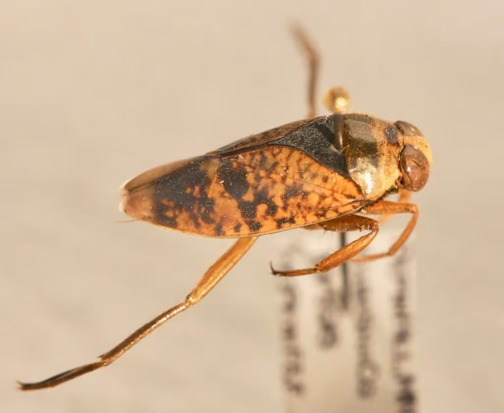 Notonecta irrorata, photo 3 sur 5