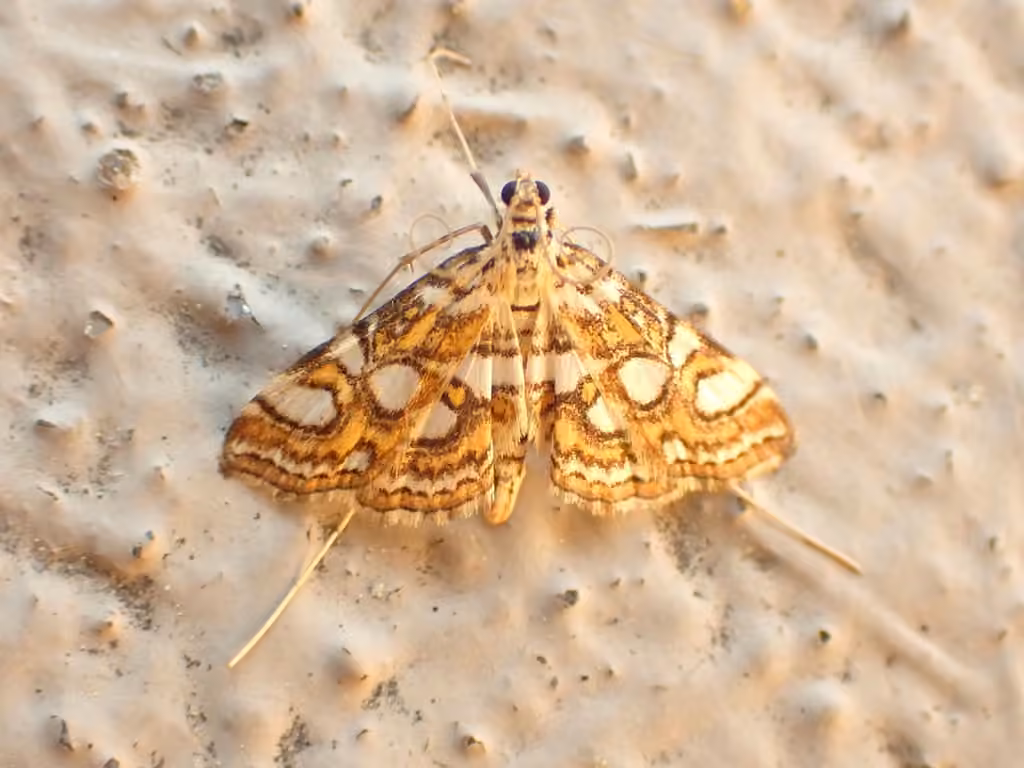 Nymphula Moth, Adult