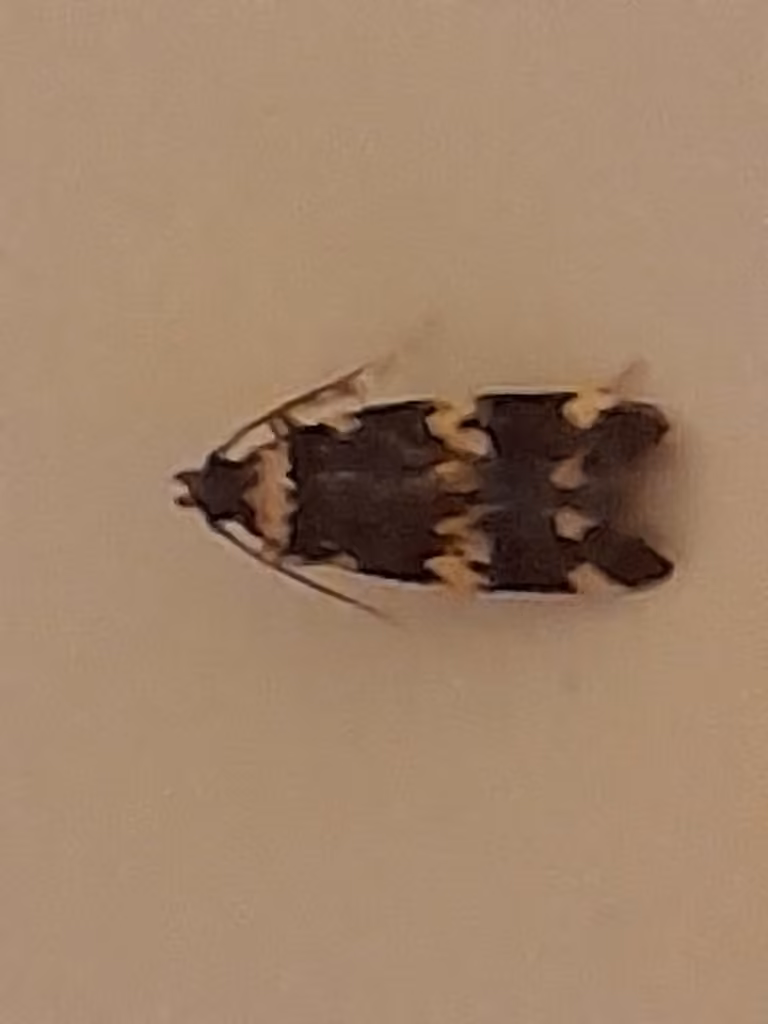 Scarce Obscure Moth, photo 3 sur 5