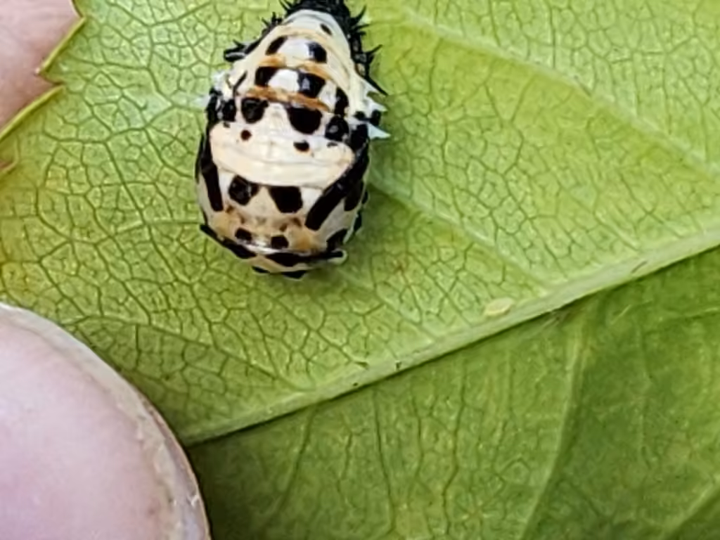 Coccinelle à quinze points, Pupe