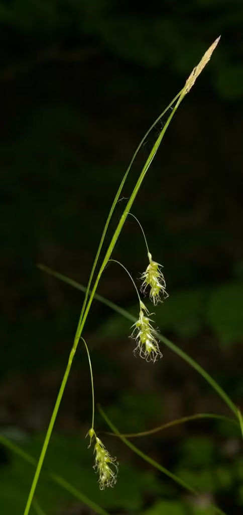 Sprengel's sedge, In flower