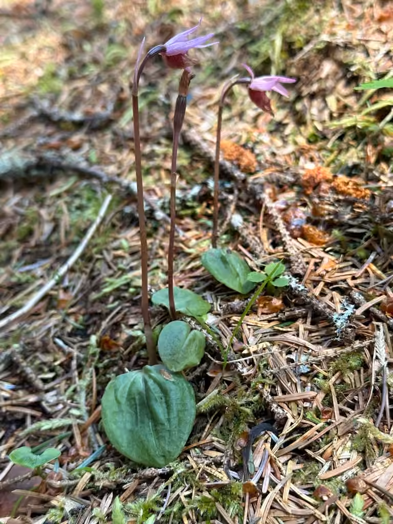 Fairy-slipper orchid, In fruit