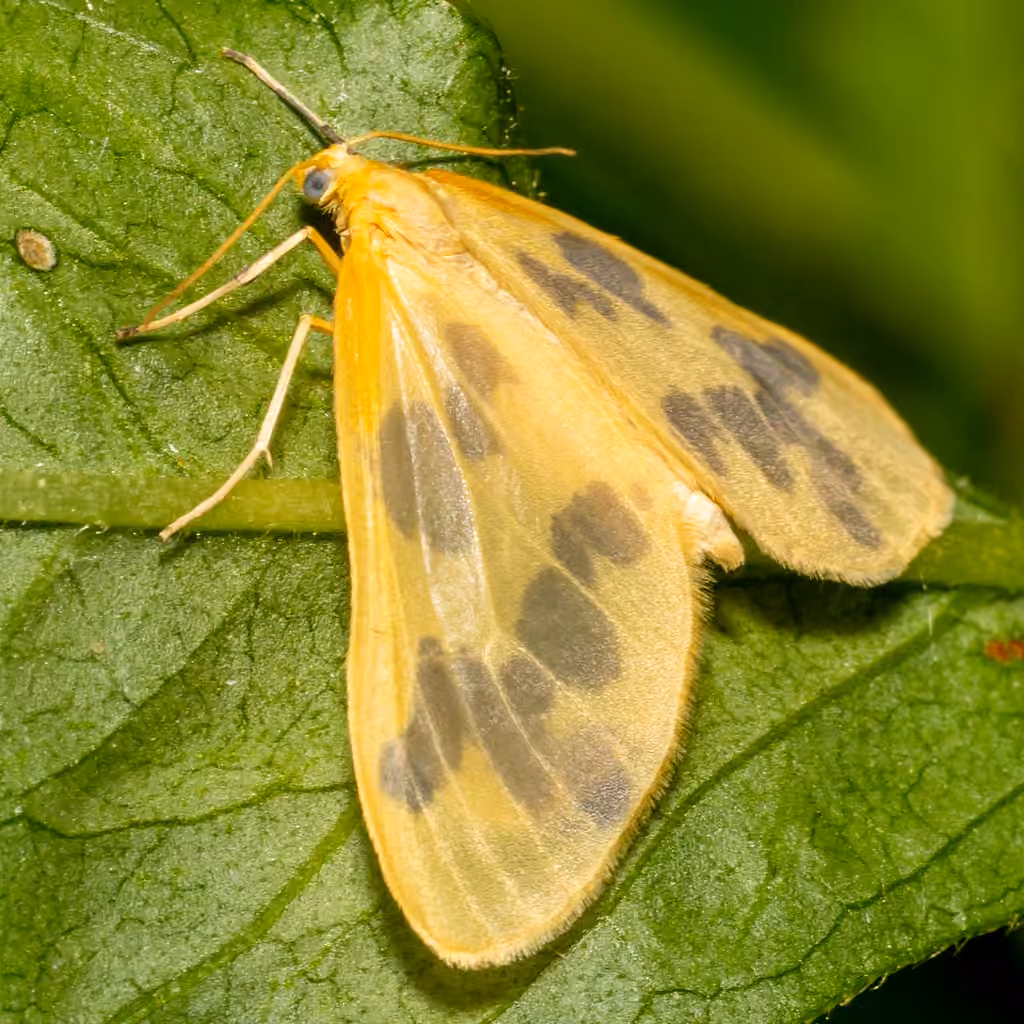 Beggar Moth, photo 1 sur 5