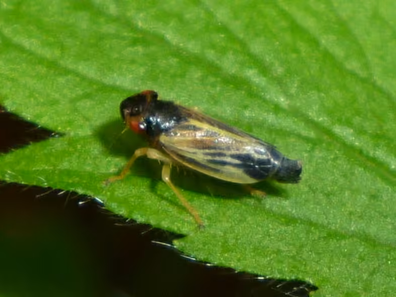 Evacanthus acuminatus, Adulte