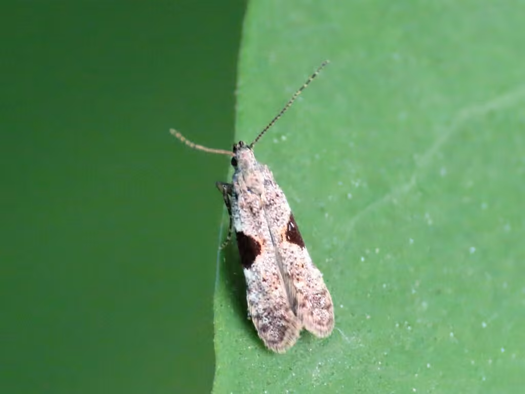 Aristotelia isopelta, Adulte