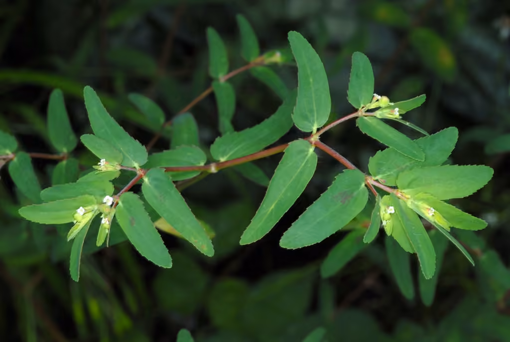 Eyebane, In flower