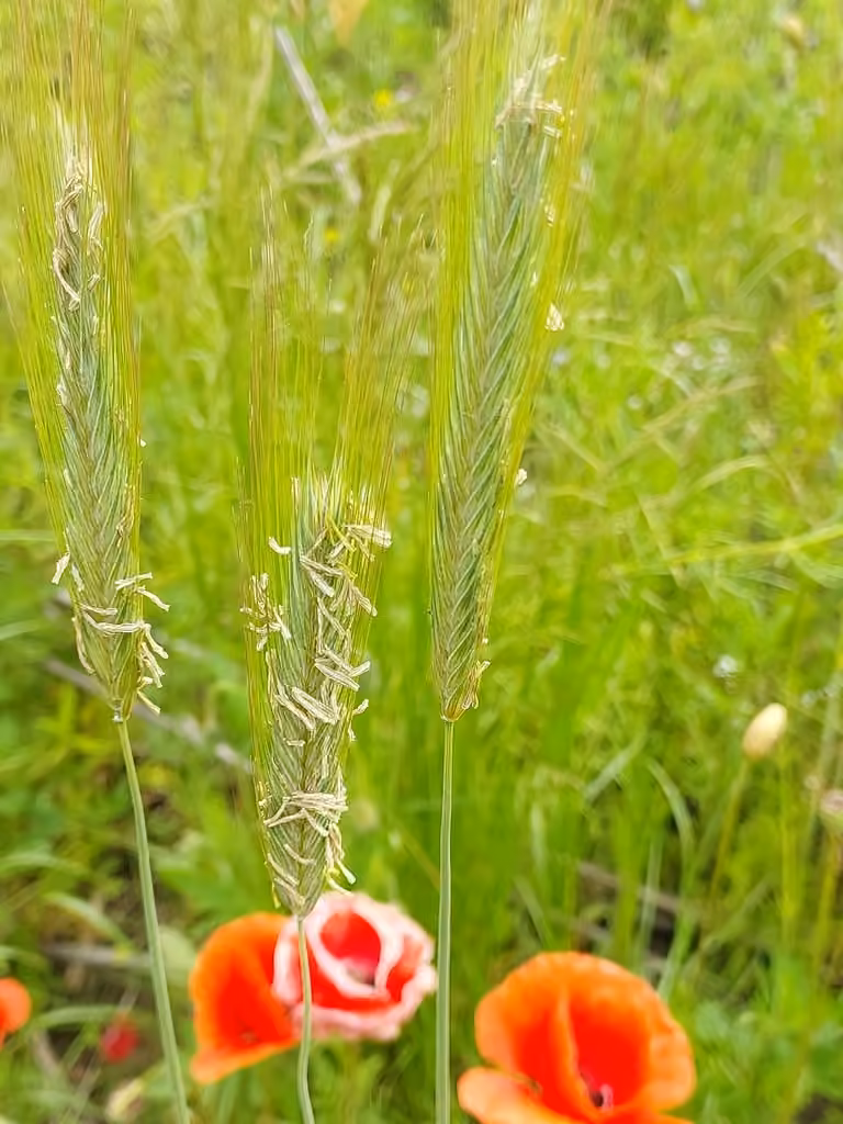Cultivated annual rye, In flower