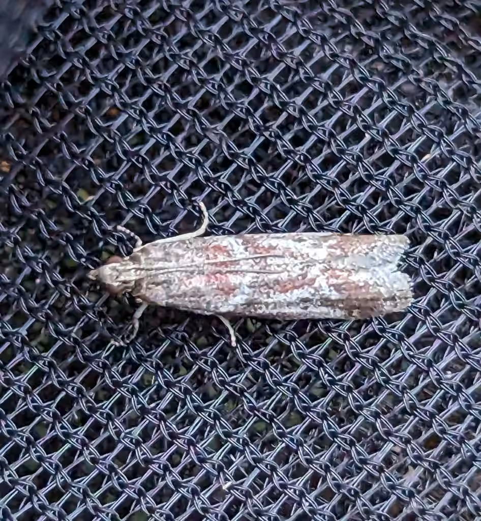 Ephestiodes erythrella, Adulte