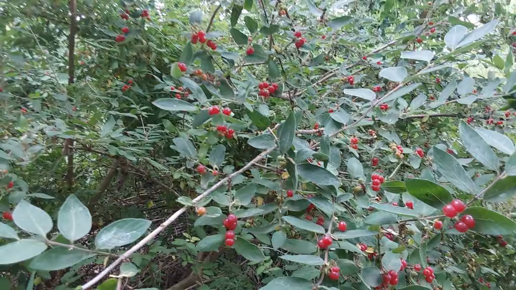 Morrow's honeysuckle, In fruit