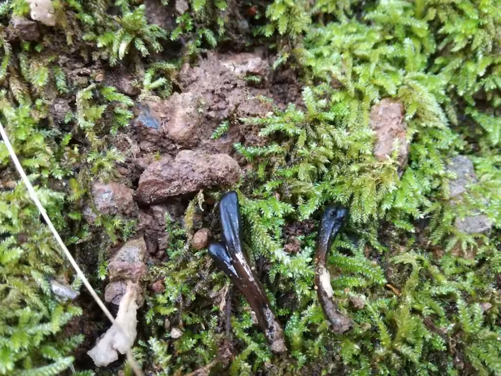 Glutinoglossum heptaseptatum, photo 1 sur 5