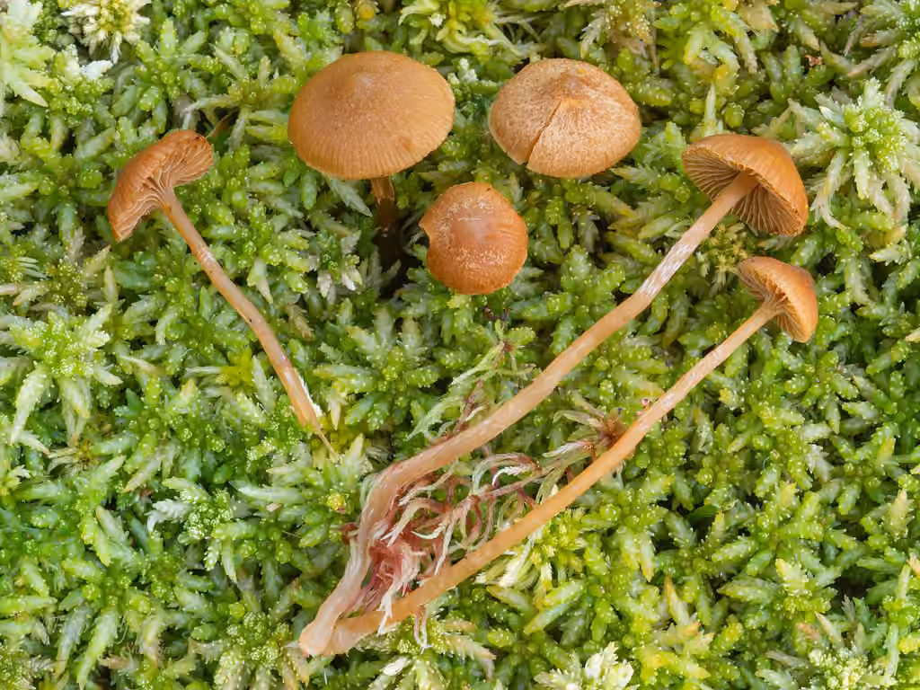 Galère des tourbières, photo 1 sur 5