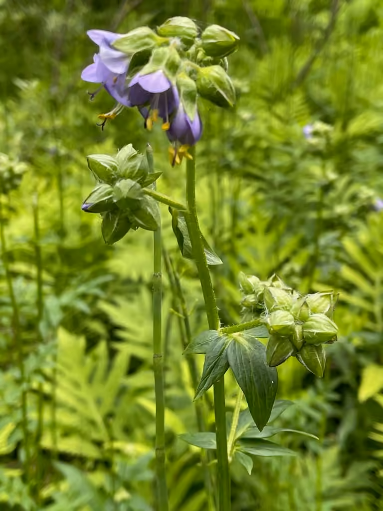 Jacob's ladder, Flower buds