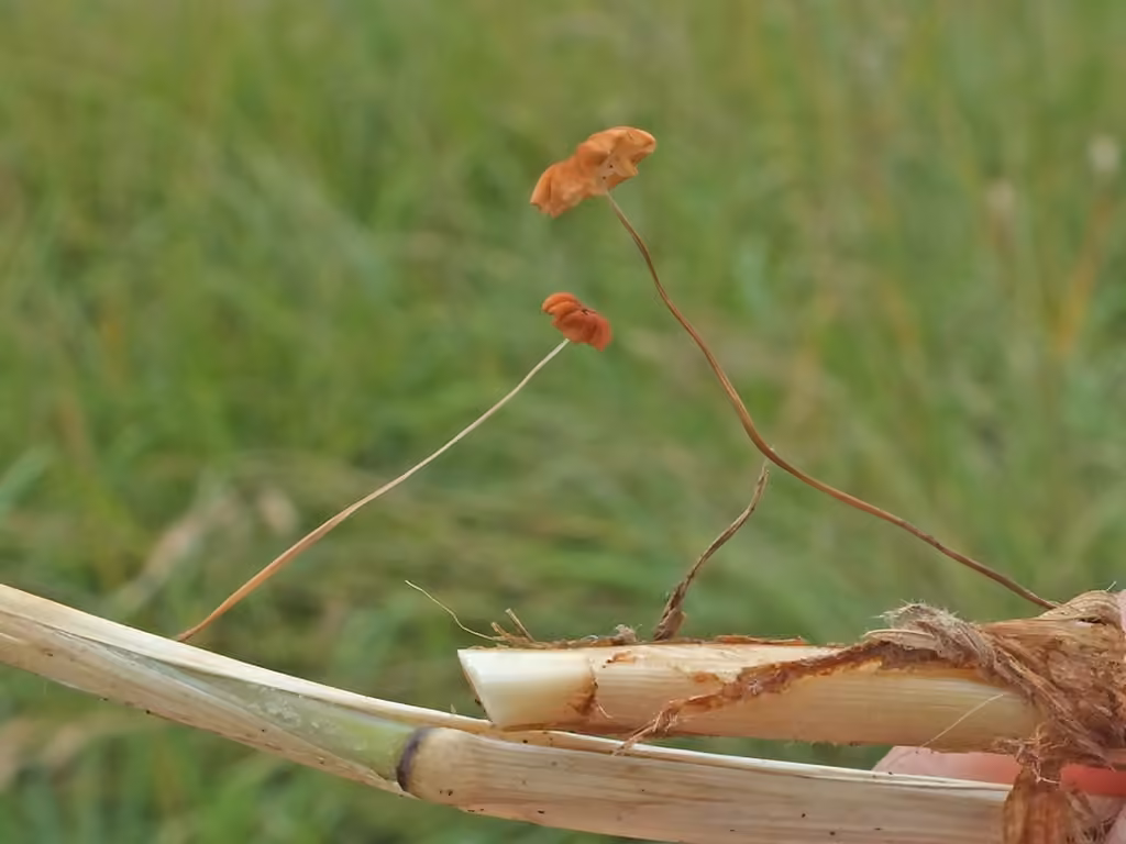 Grass Parachute, photo 2 of 5