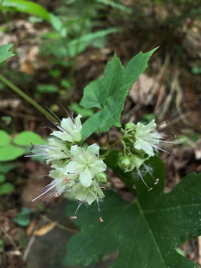 Hydrophylle du Canada, En fleurs