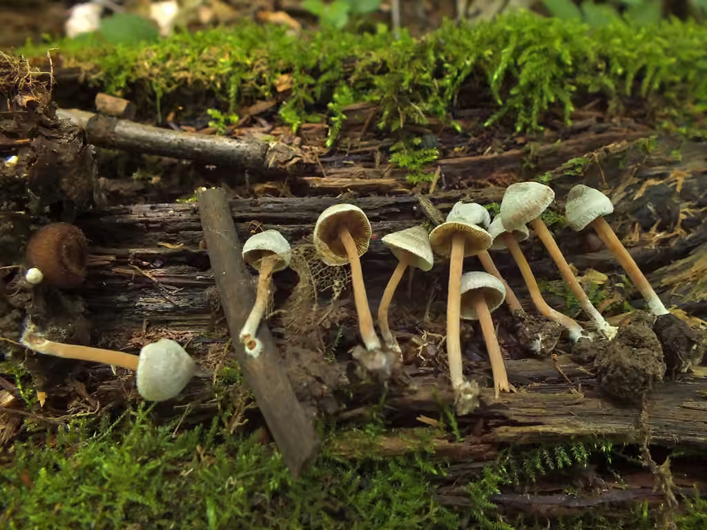 Inocybe calleux, photo 1 sur 5