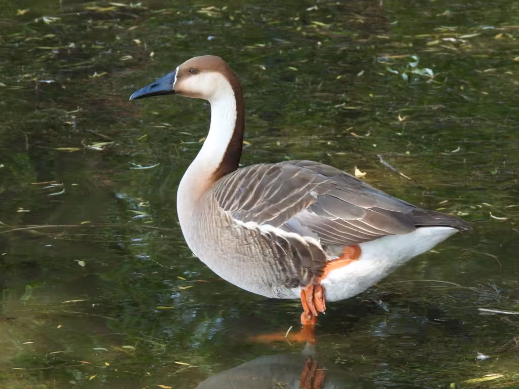 Swan Goose, photo 1 of 5
