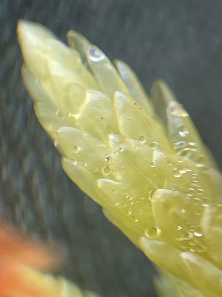 Turgid aulacomnium moss, photo 3 of 5