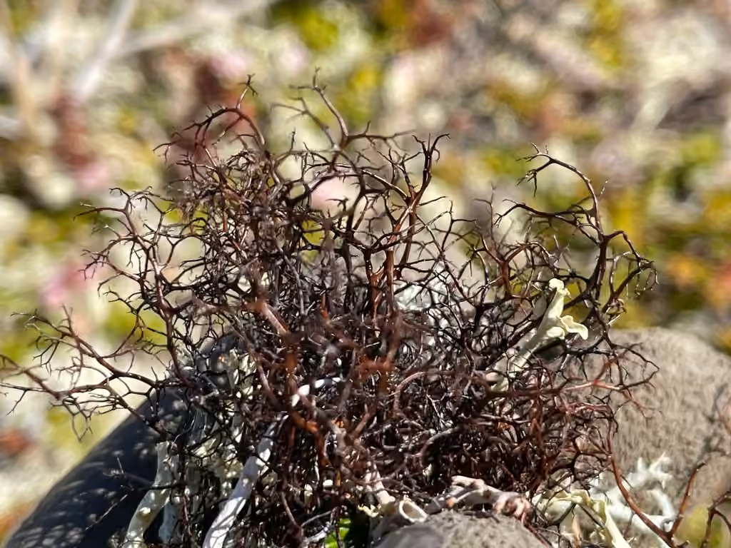 Bryocaulon lichen, photo 1 of 5