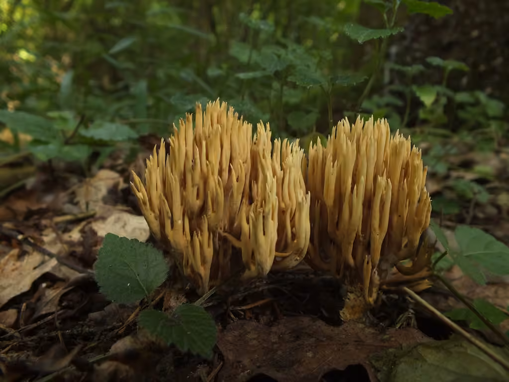 Clavaire palmée des conifères, photo 3 sur 5