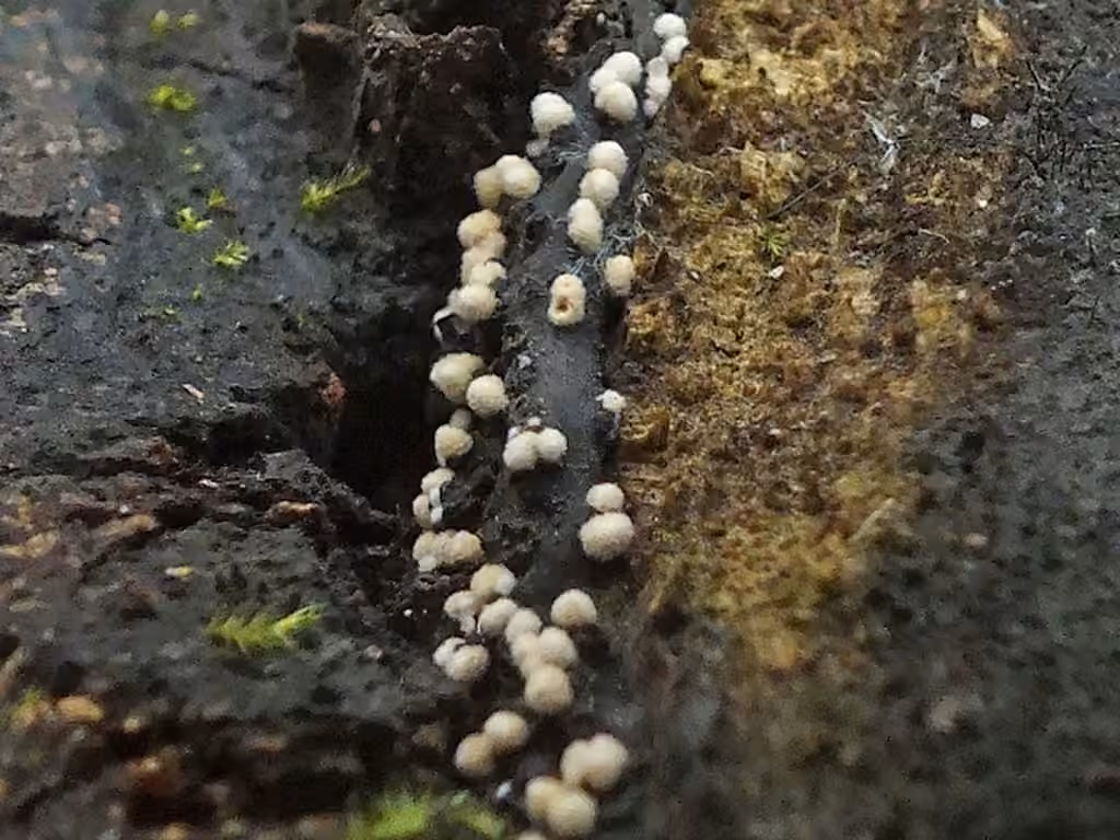 Bactridium flavum, photo 1 sur 5