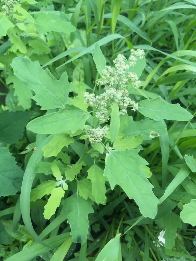 Chénopode à feuilles de figuier, En fleurs