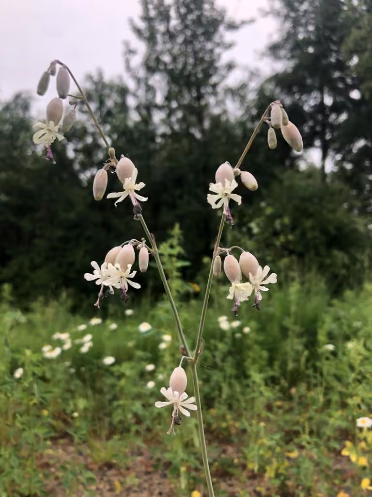 Balkan catchfly, photo 1 of 5