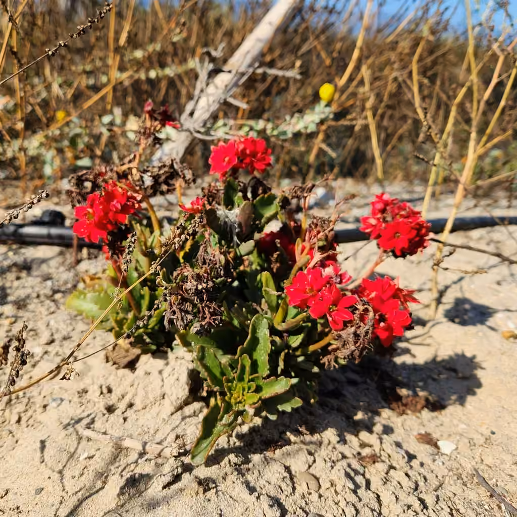 Madagascar widow's-thrill, In flower