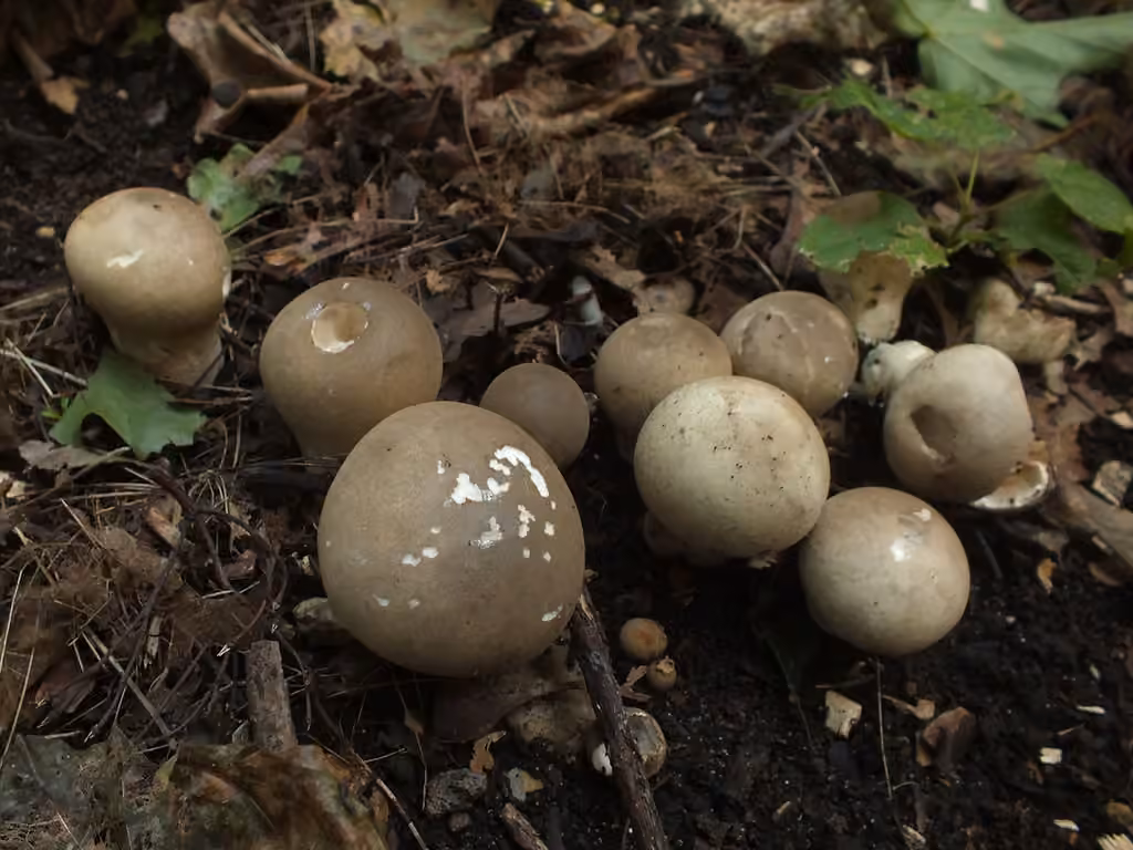 Lycoperdon mou, photo 2 sur 5