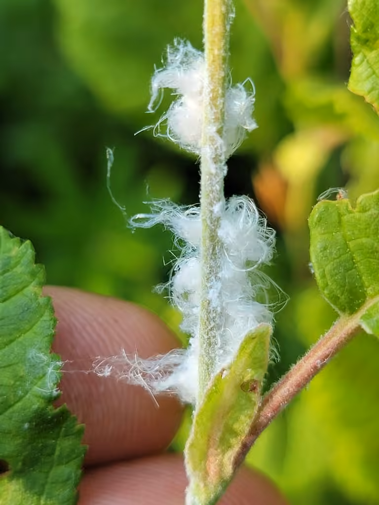 Cottony Alder Psyllid, photo 3 sur 5