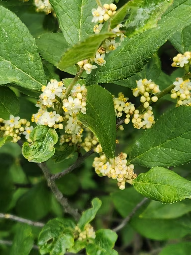 Houx verticillé, En fleurs