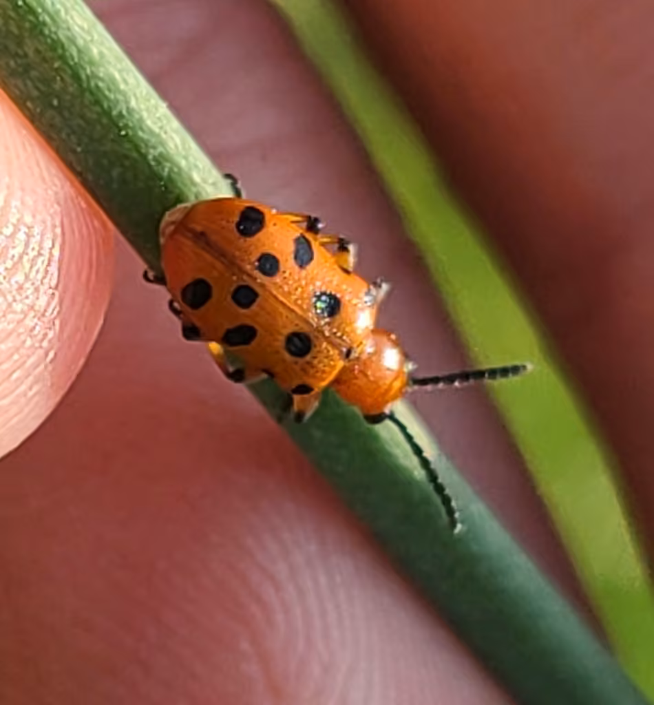 Spotted Asparagus Beetle, photo 3 of 5