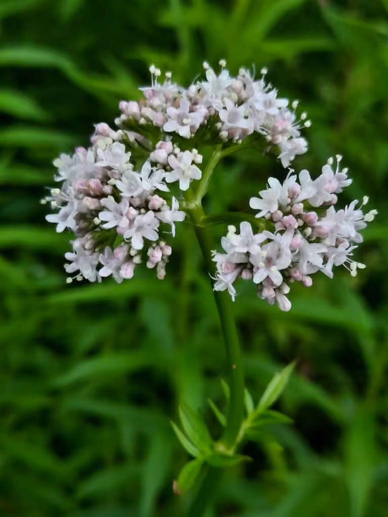 Valériane officinale