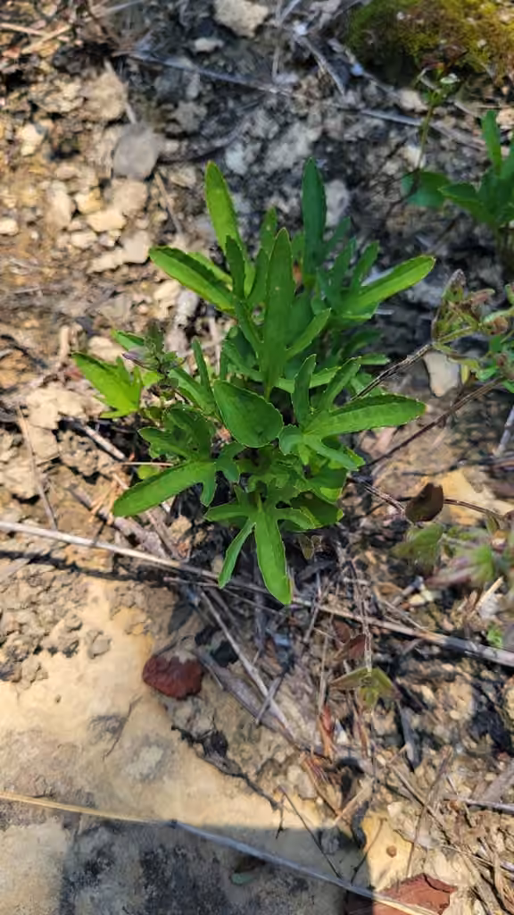 Glade violet, No flowers or fruits