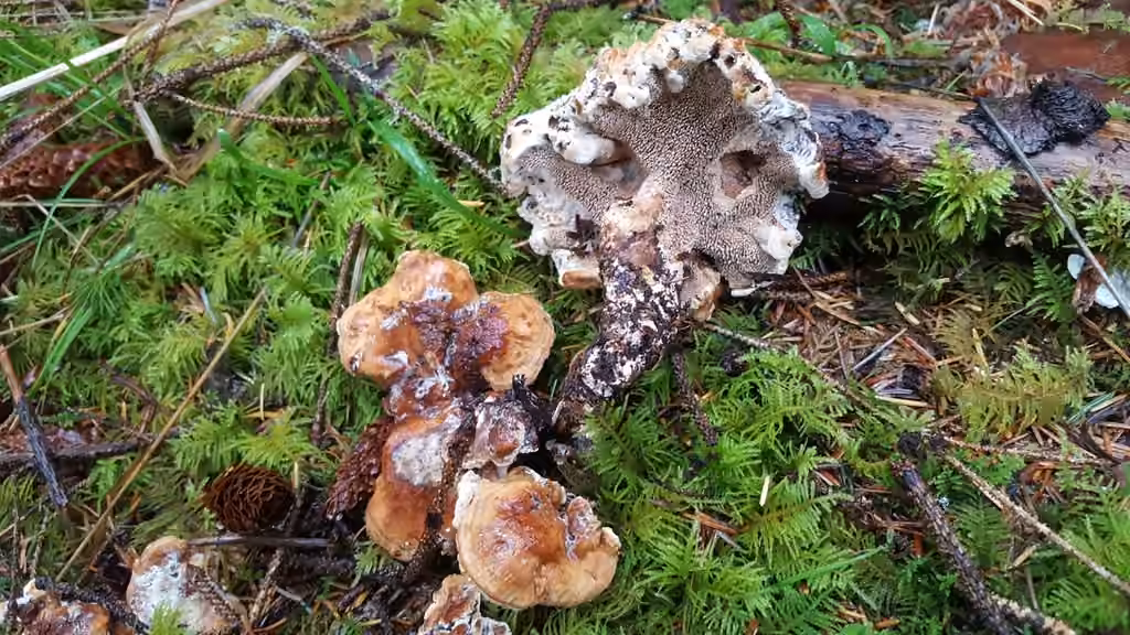 Stereo Tooth, photo 2 of 5