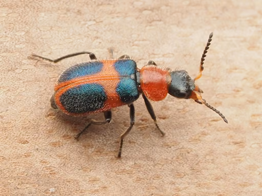 Four-spotted Collops, photo 2 of 5