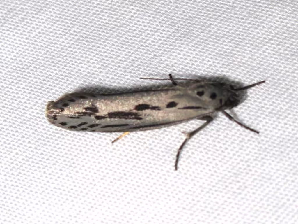 Gray Ethmia Moth, Adulte