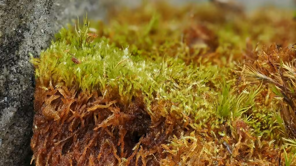 Amblystégie prolifère, photo 3 sur 5