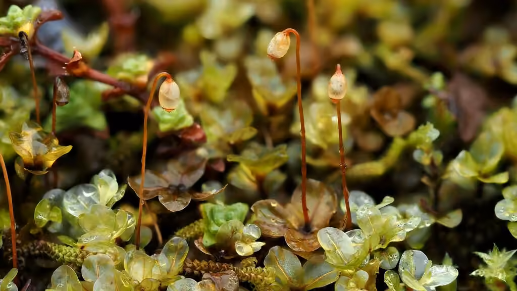 Felted Thyme-moss, photo 1 of 5