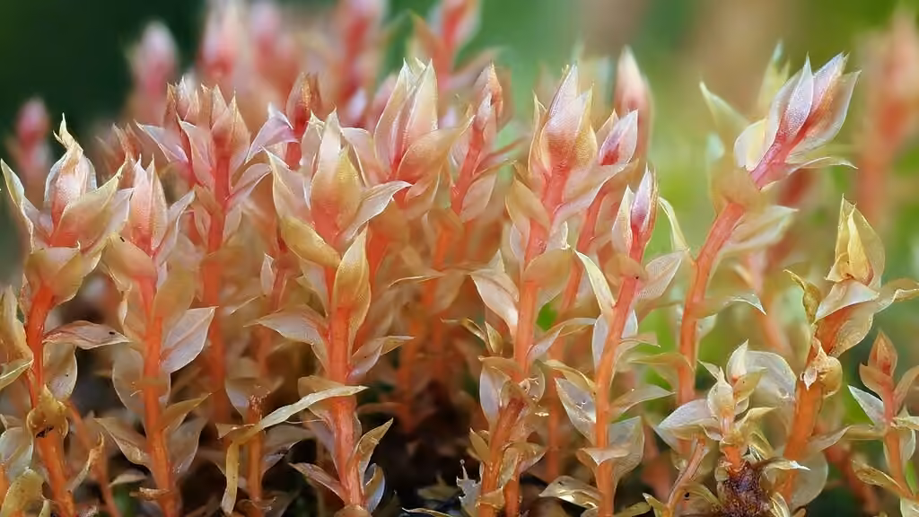 Bryum à feuilles décurrentes