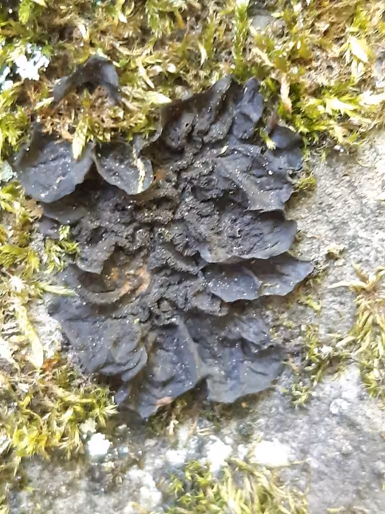 Flaking Tarpaper Lichen, photo 3 of 5